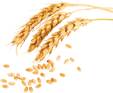 Wheat2